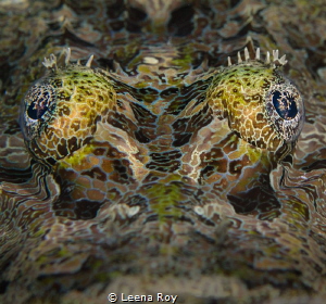 Crocodile fish by Leena Roy 